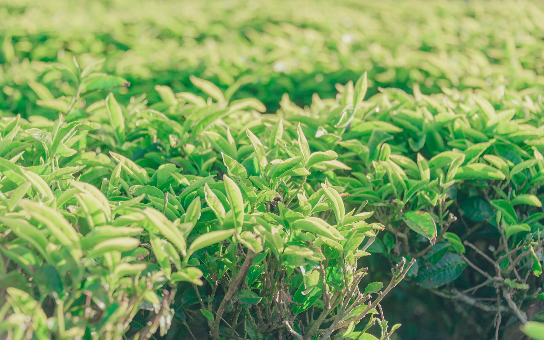 green leafed plant