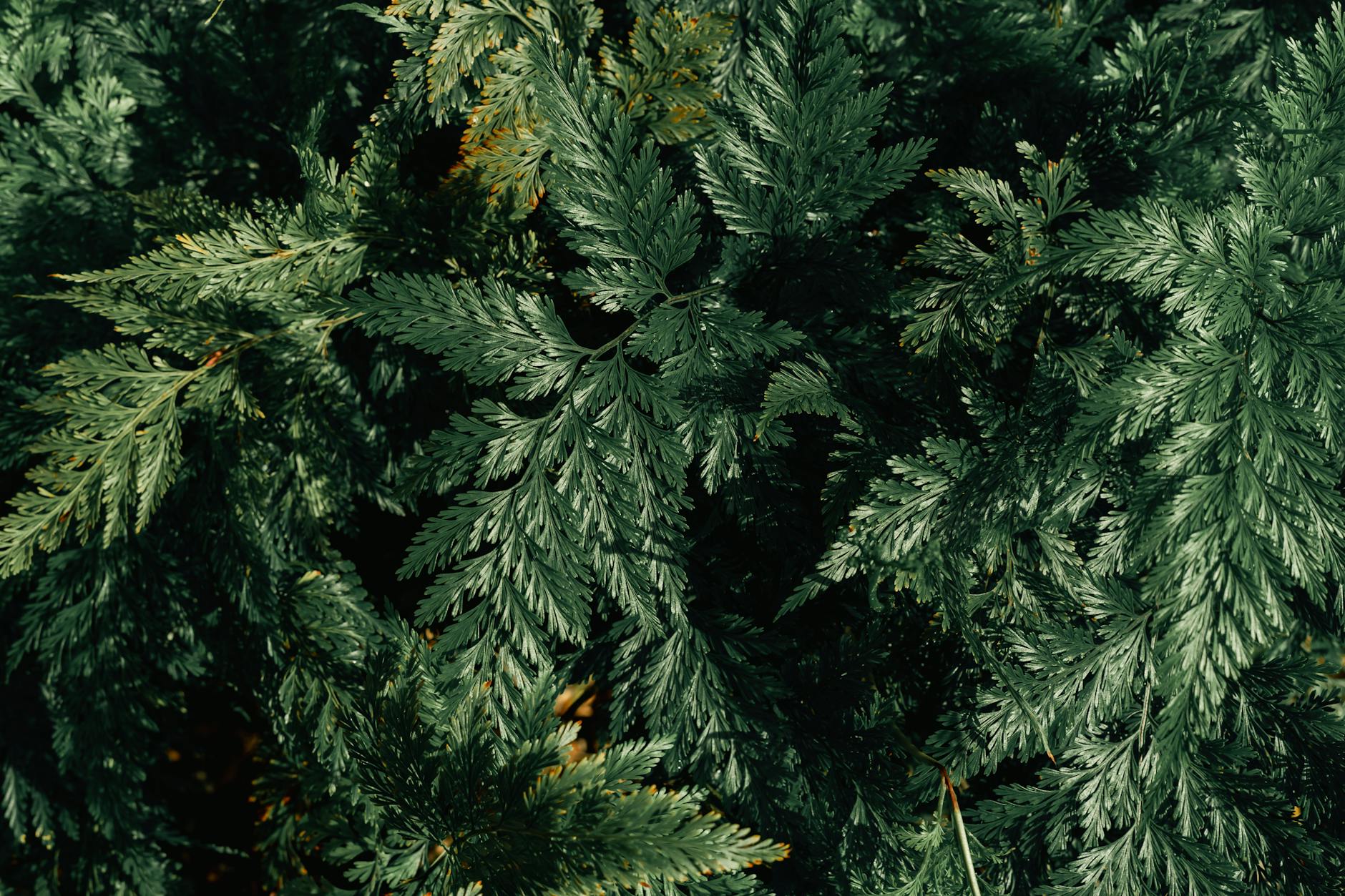 green leaves of ferns