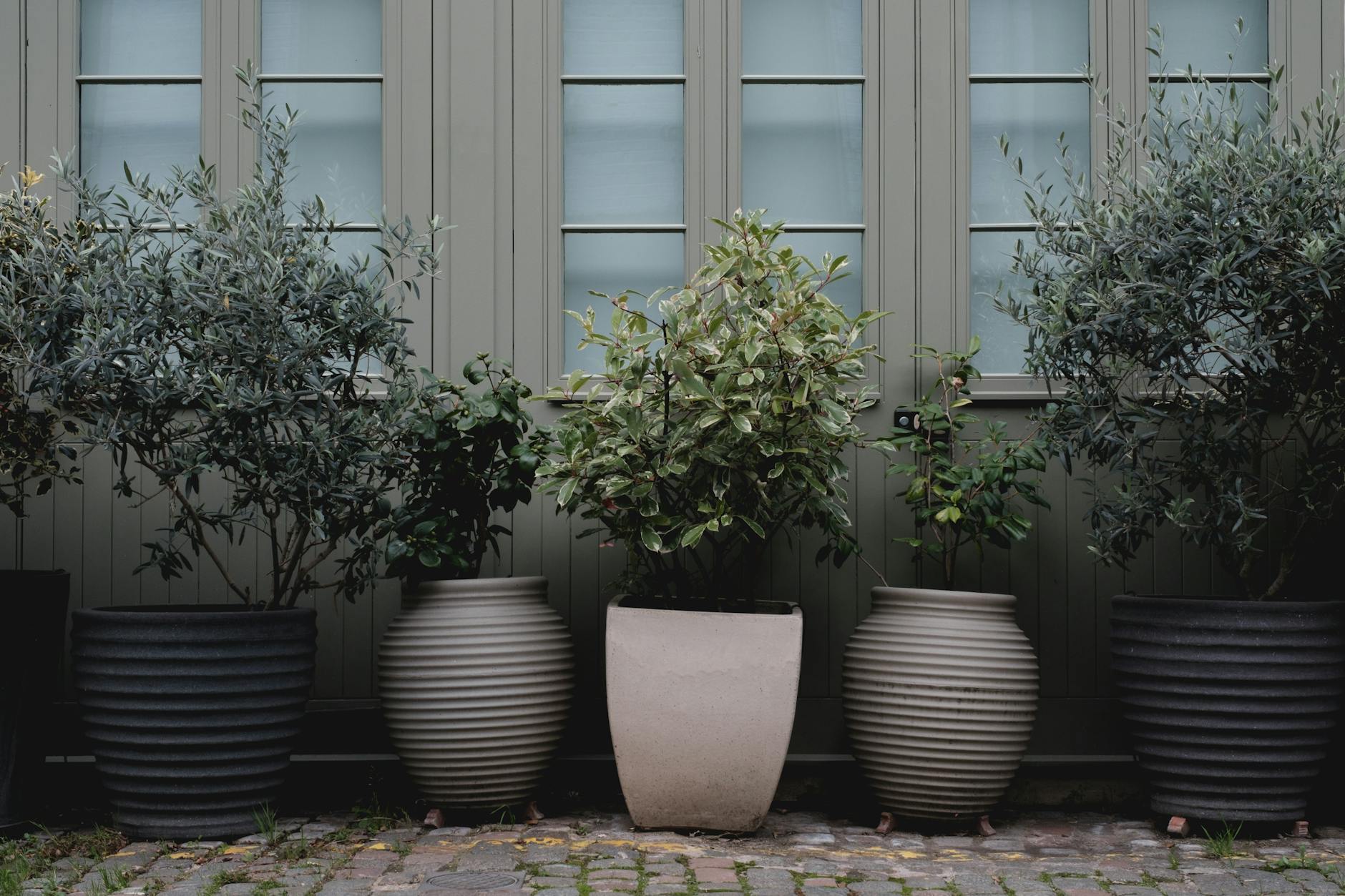 potted evergreen shrubs on the walkway against the wall