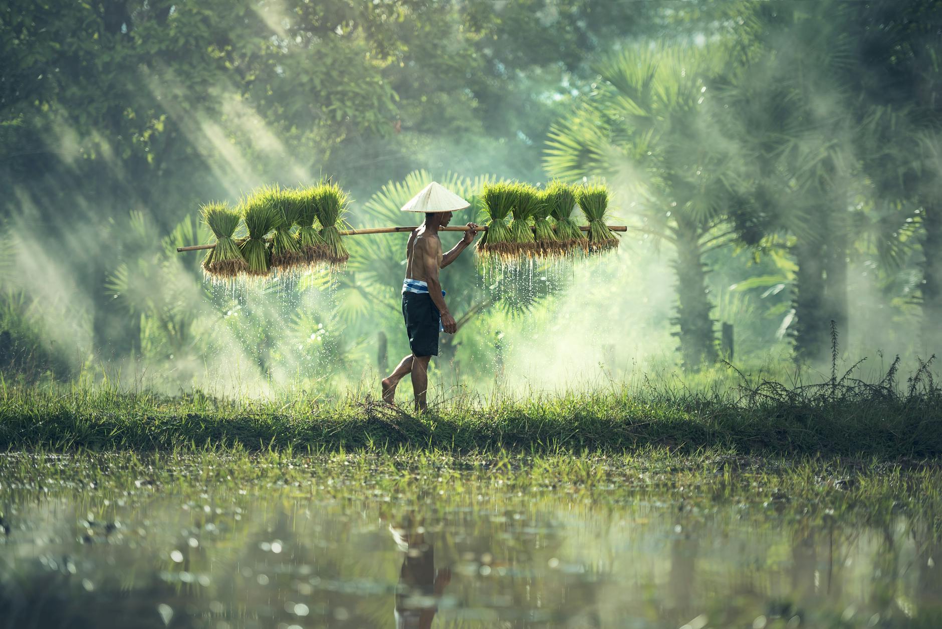 man carrying yoke with rice grains