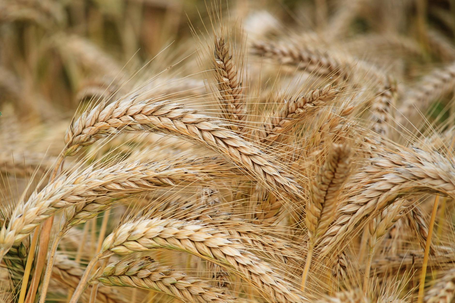 close up of wheat