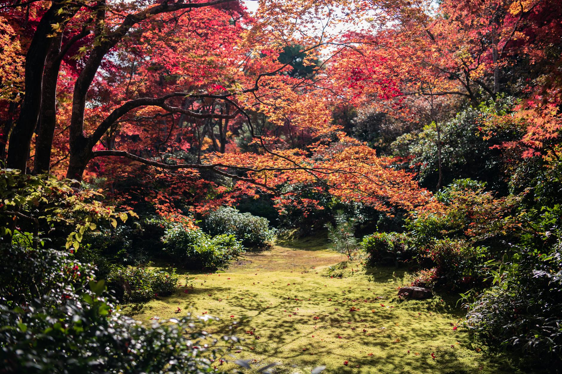 red leafed tree