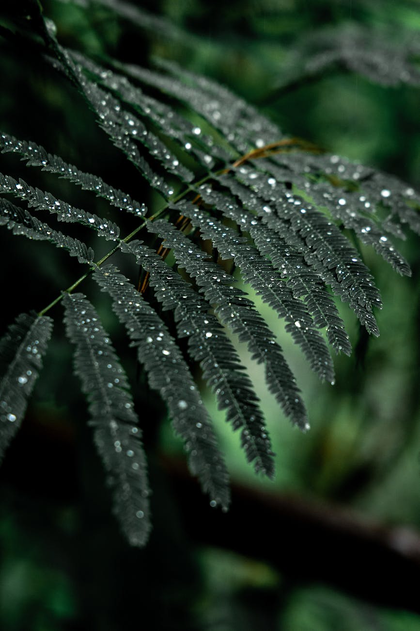 delicate leaves of albizia julibrissin tree growing in green forest