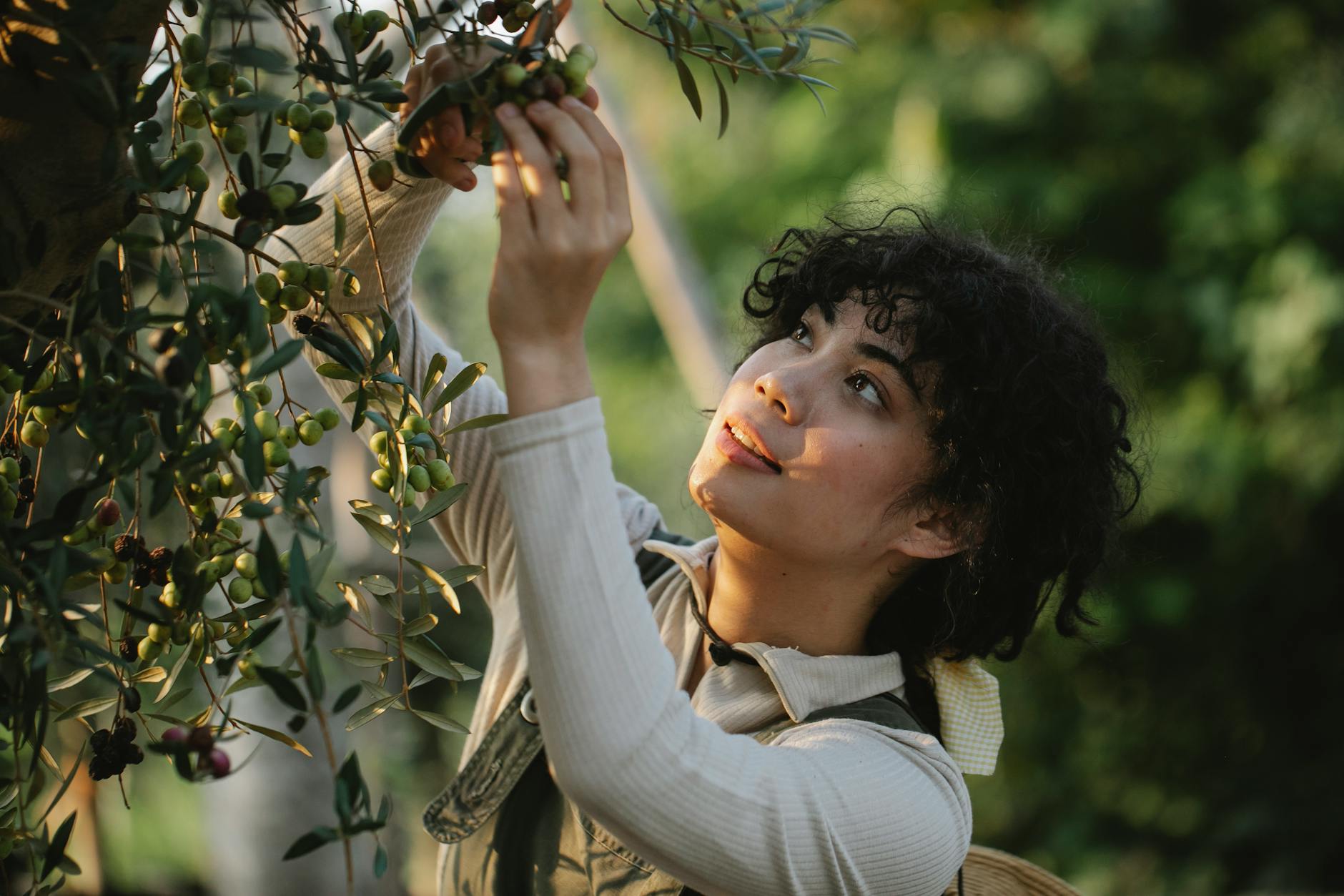 ethnic farmer picking olives from tree on plantation